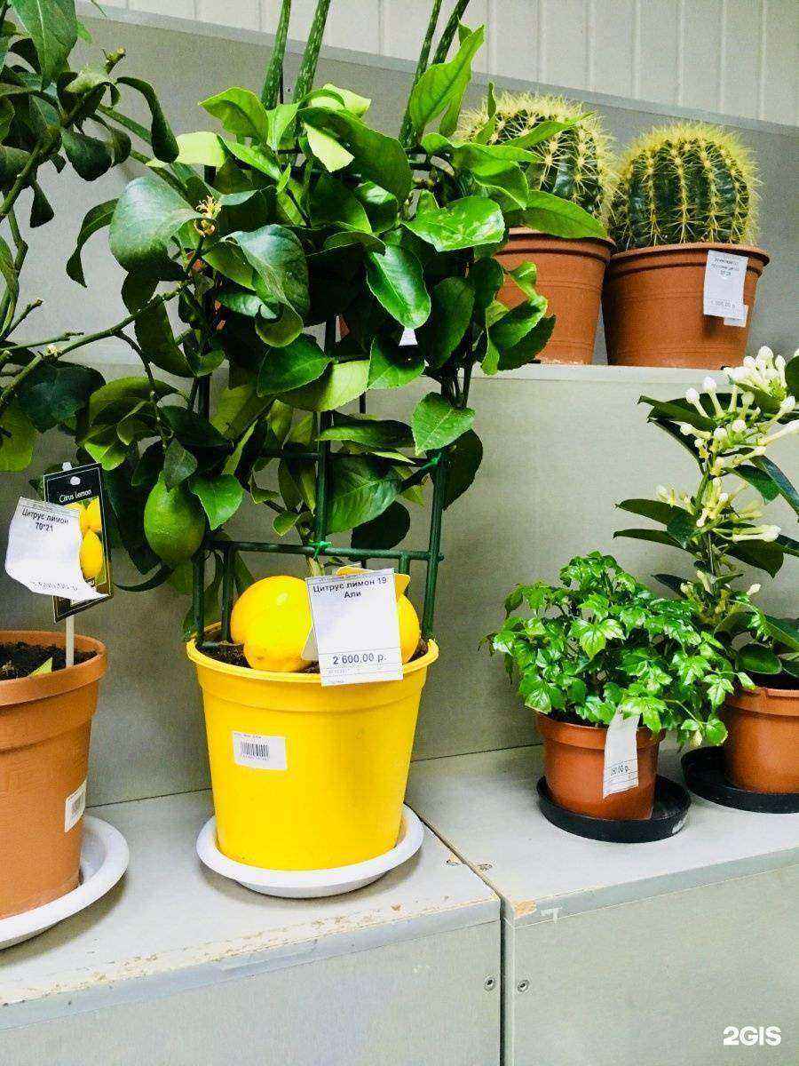 Отзывы на компанию Наш сад в Волжском c фото