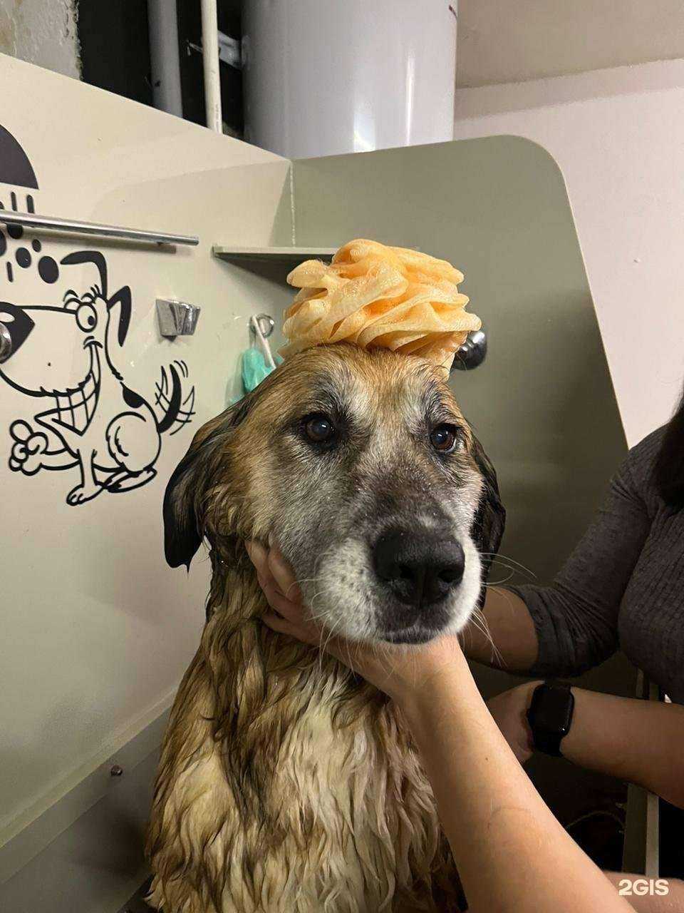 Отзывы на компанию Black dog в г. Куровское c фото