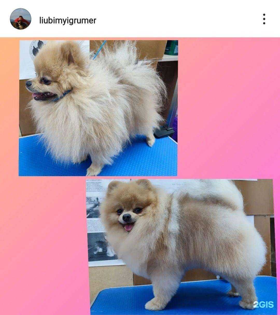 Отзывы на компанию Любимый грумер в г. Петропавловск-Камчатский c фото