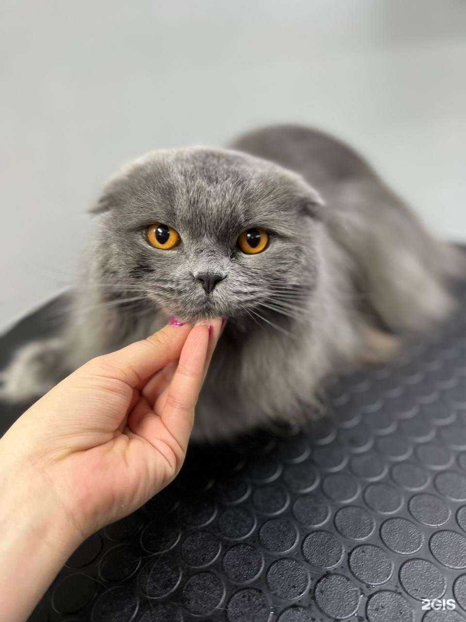 Отзывы на компанию ГрумЧик в Ростове-на-Дону c фото