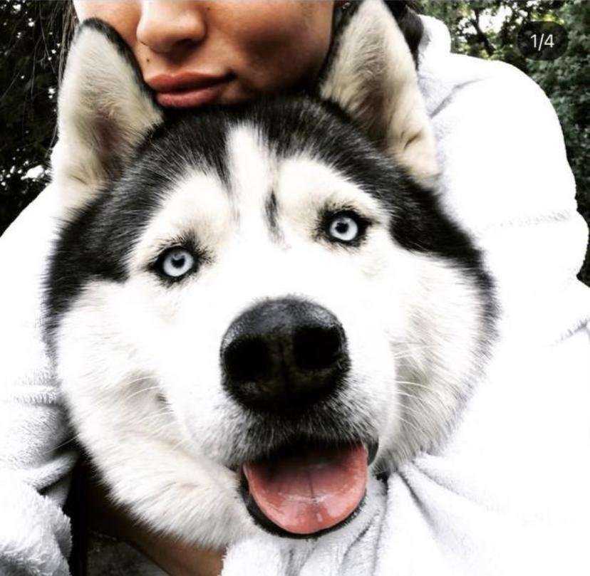 Отзывы на компанию Лапа в г. Омск c фото