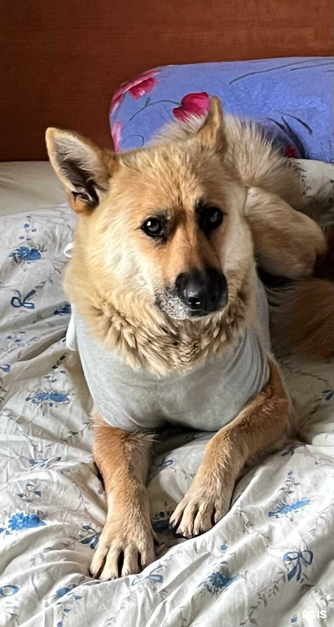 Отзывы на компанию Четыре лапы в г. Невьянск c фото