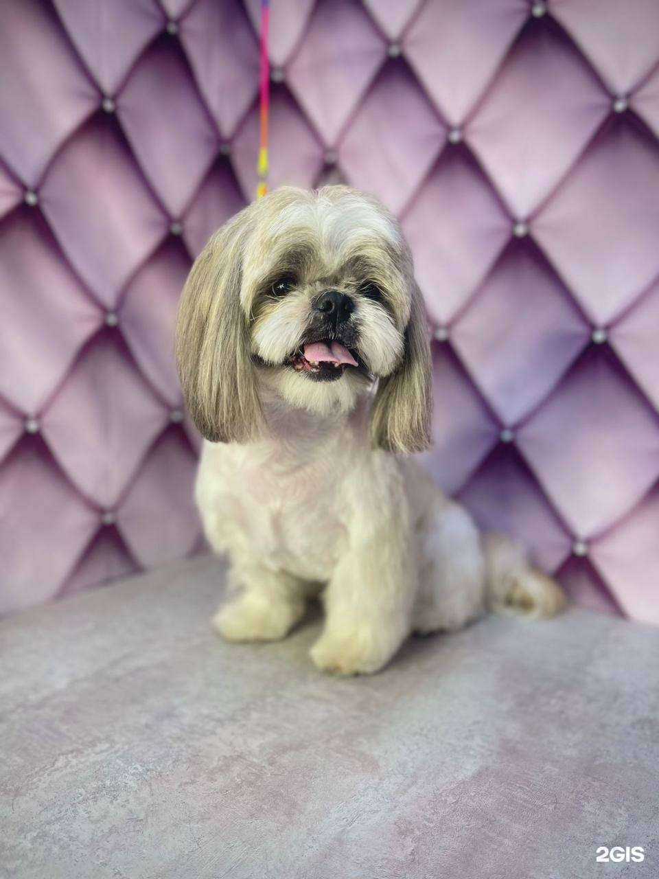 Отзывы на компанию Polly Groom в г. Ростов-на-Дону c фото