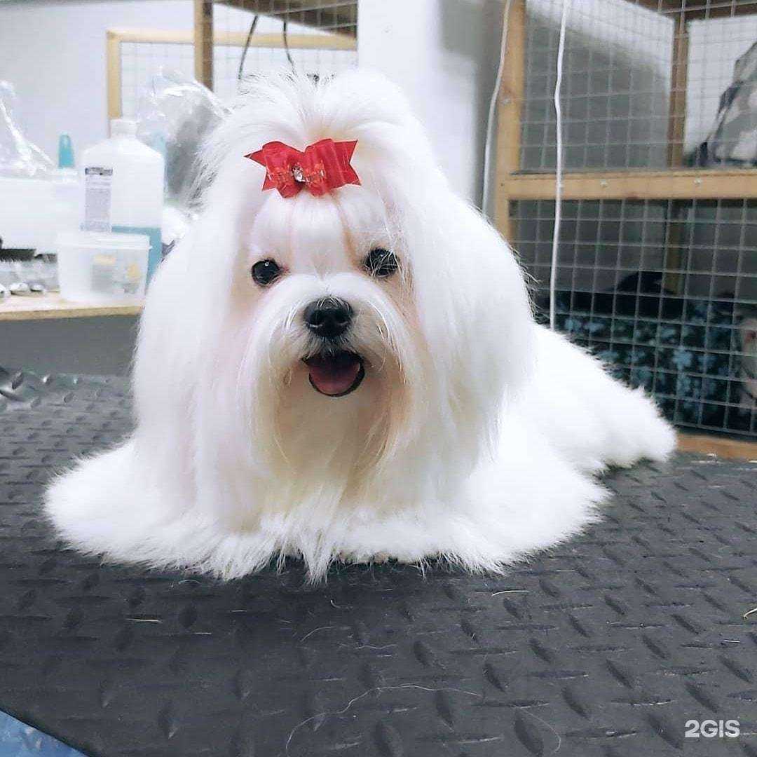 Отзывы на компанию Пес и кот в г. Сочи c фото