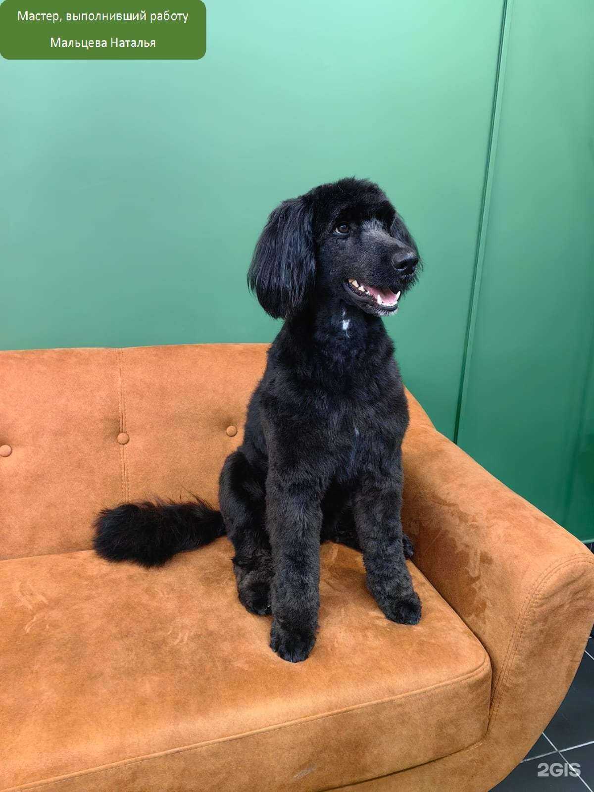 Отзывы на компанию Артэнималс в Химках c фото