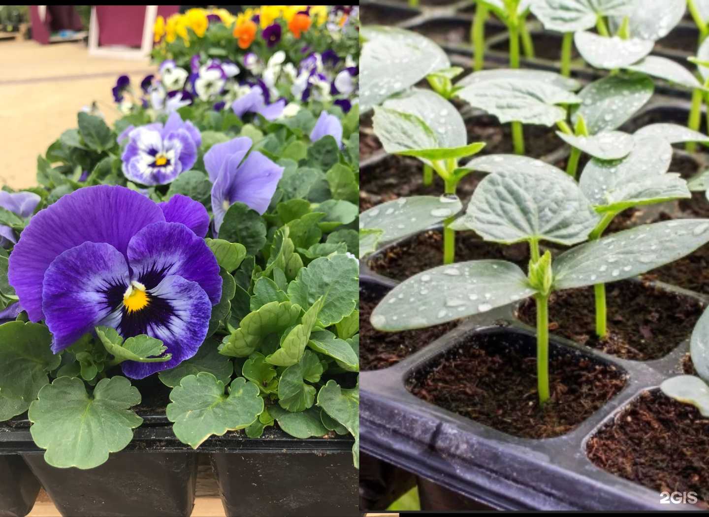 Отзывы на компанию Нарсад в г. Наро-Фоминск c фото