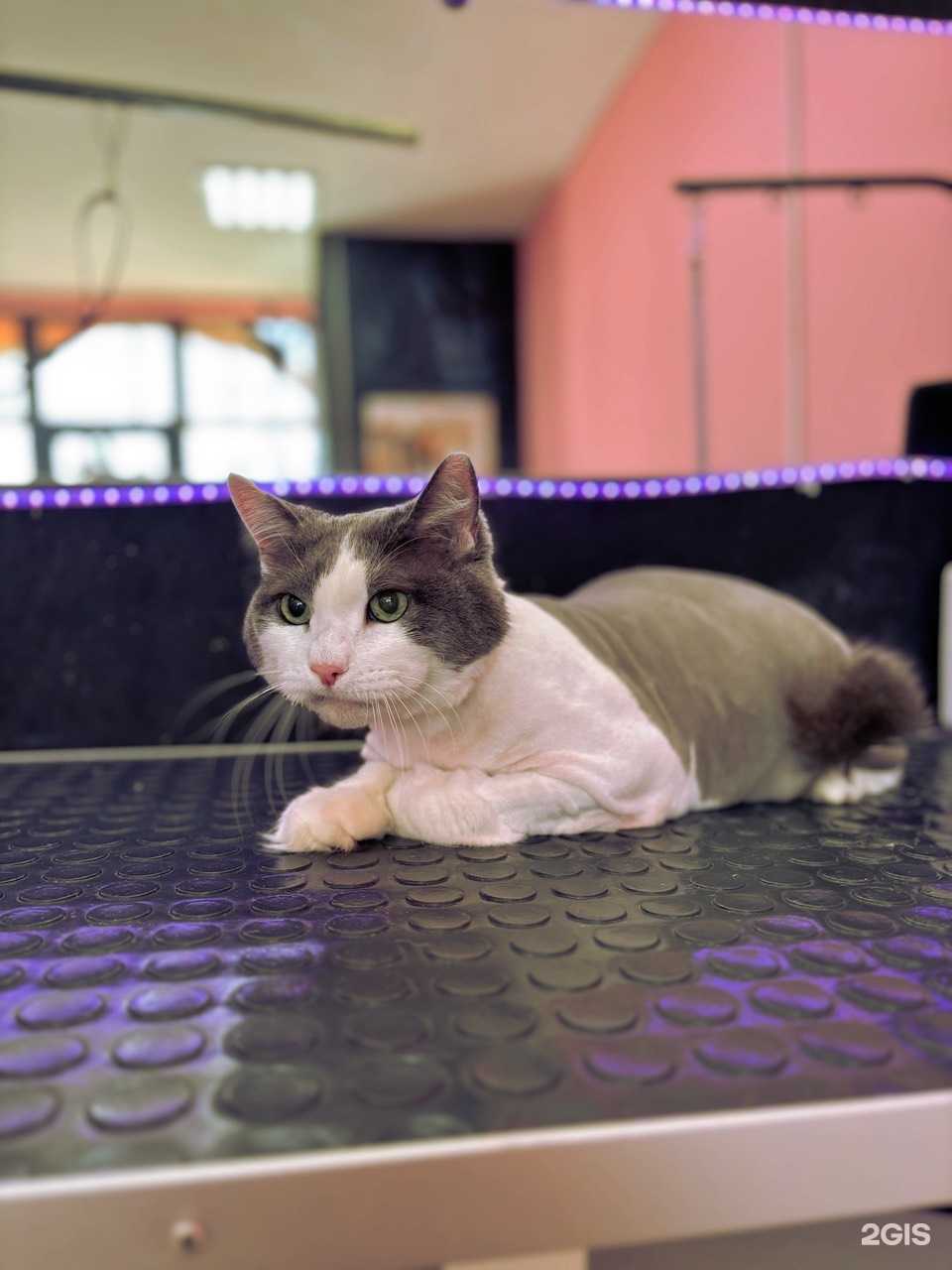 Отзывы на компанию Зверополис в г. Астрахань c фото