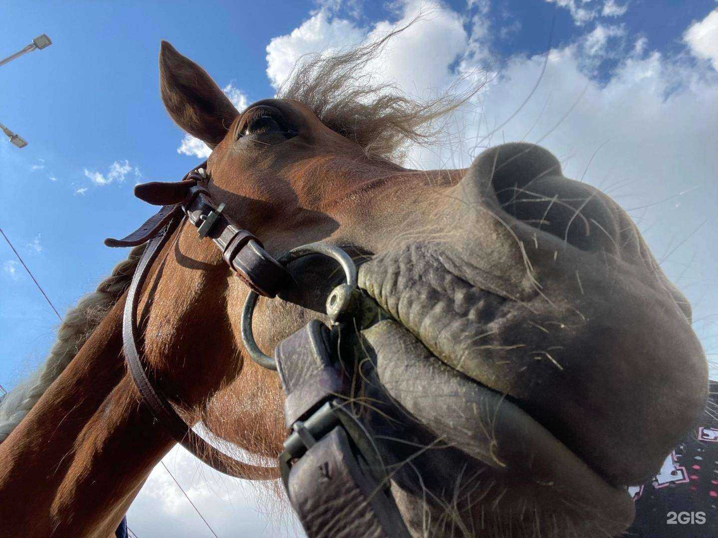 Отзывы на компанию Кони-пони в г. Курган c фото