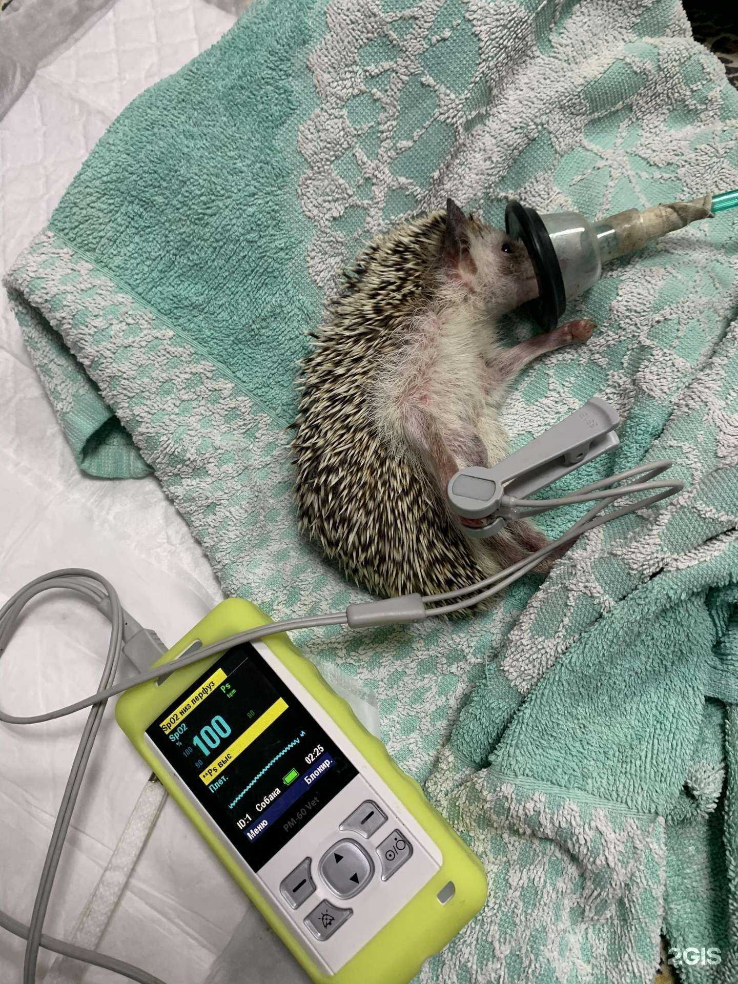 Отзывы на компанию Аnimal clinic в г. Красноярск c фото