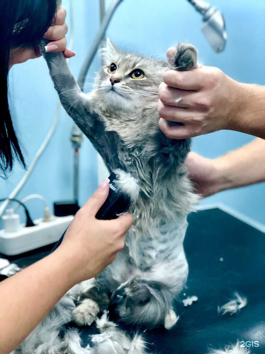 Отзывы на компанию Пёс&Ко в г. Белгород c фото