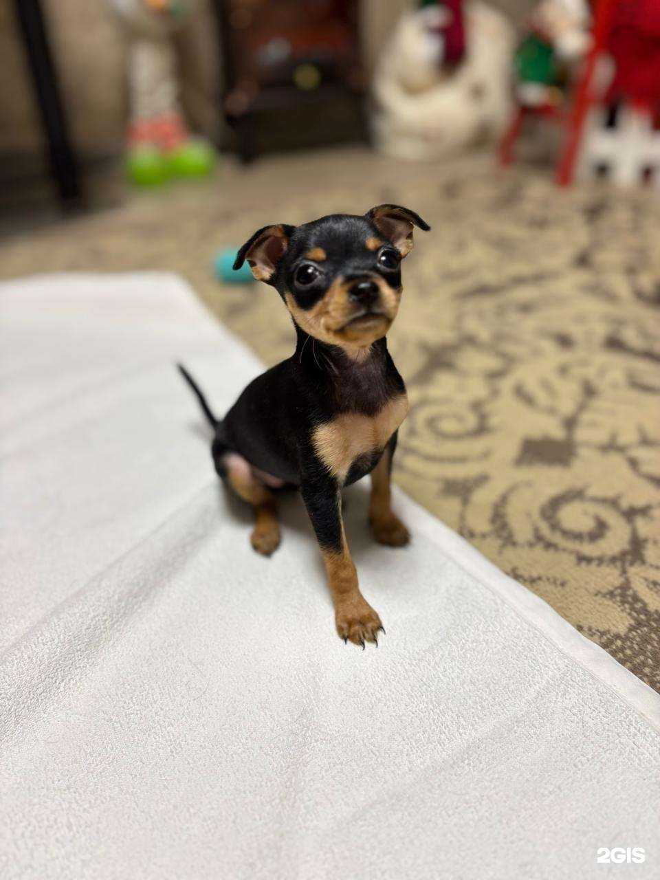 Отзывы на компанию Чара в Владивостоке c фото