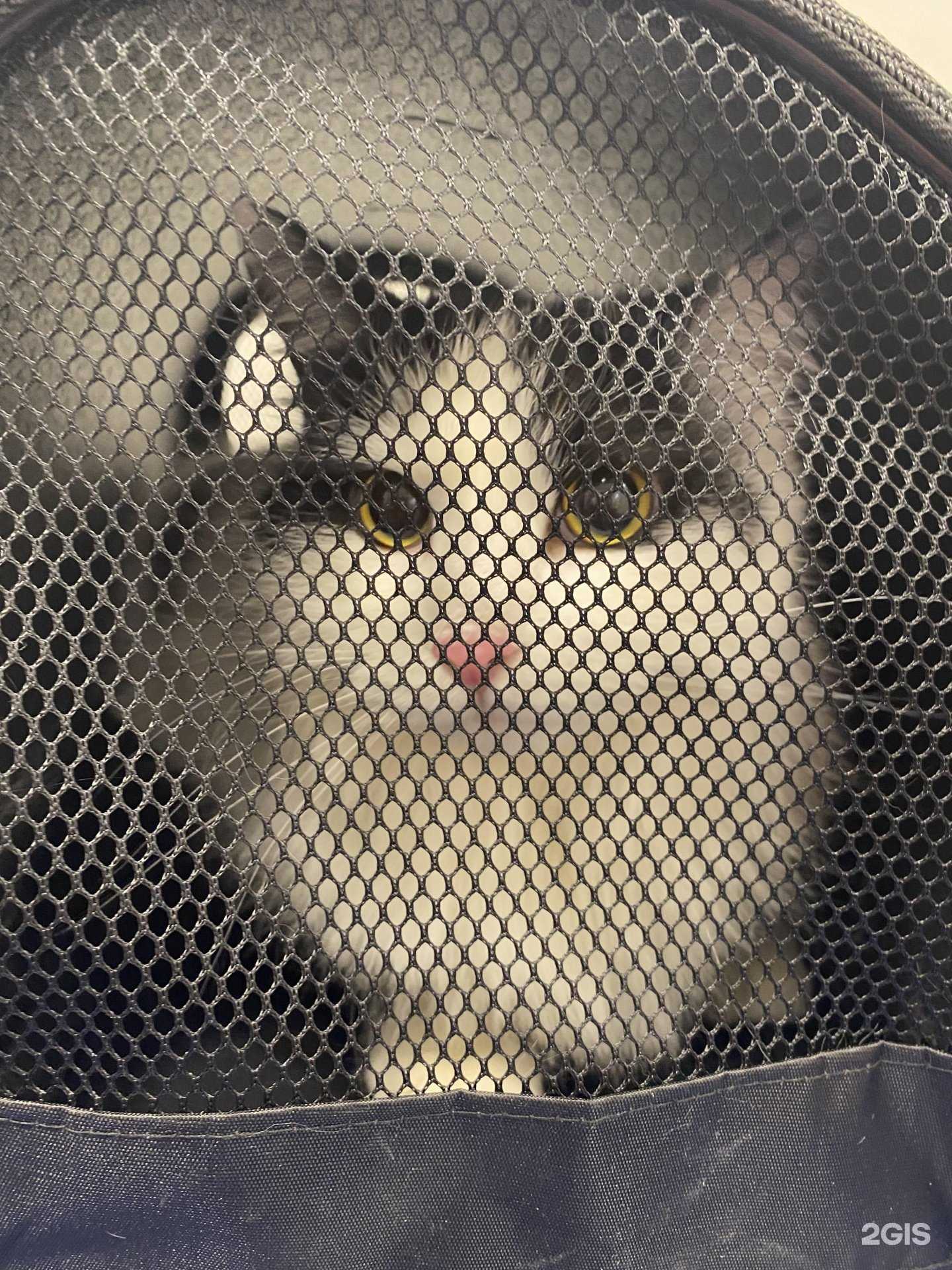 Отзывы на компанию Четыре Лапки в г. Краснодар c фото