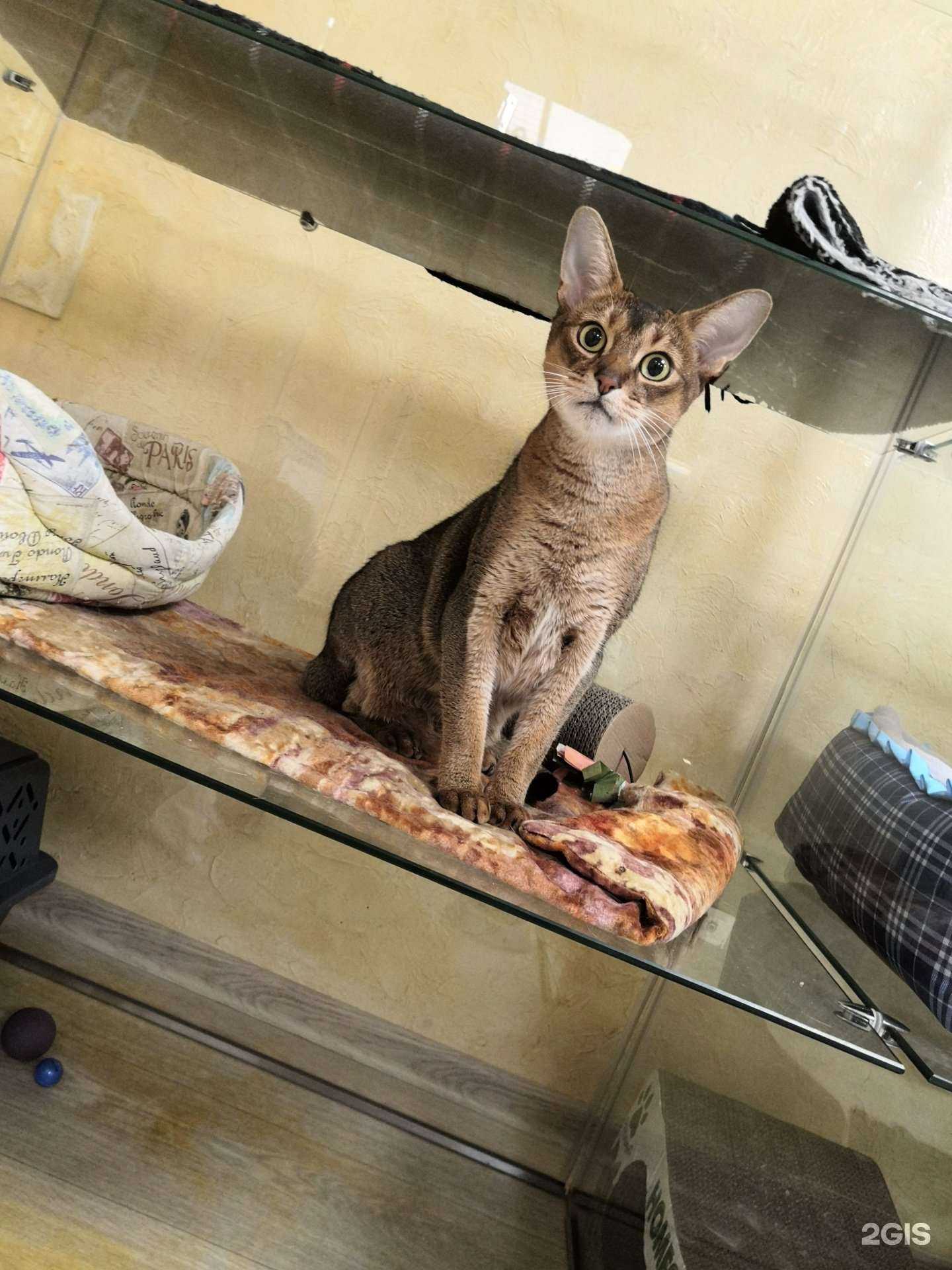 Отзывы на компанию Котангенс в г. Ульяновск c фото