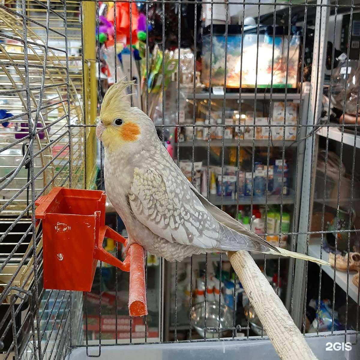 Отзывы на компанию Хвостики в г. Омск c фото