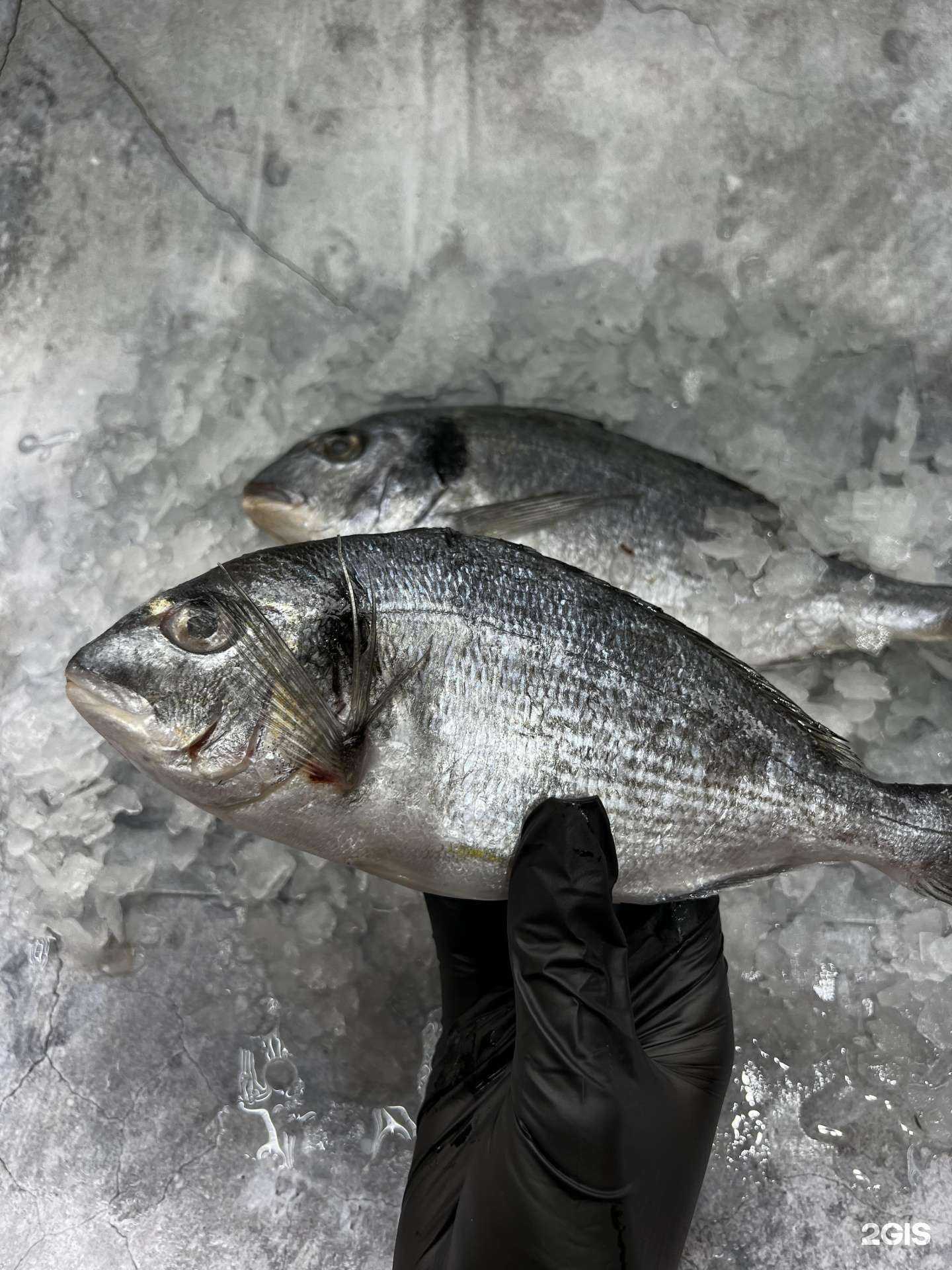 Отзывы на компанию Море рыбы в Сочи c фото