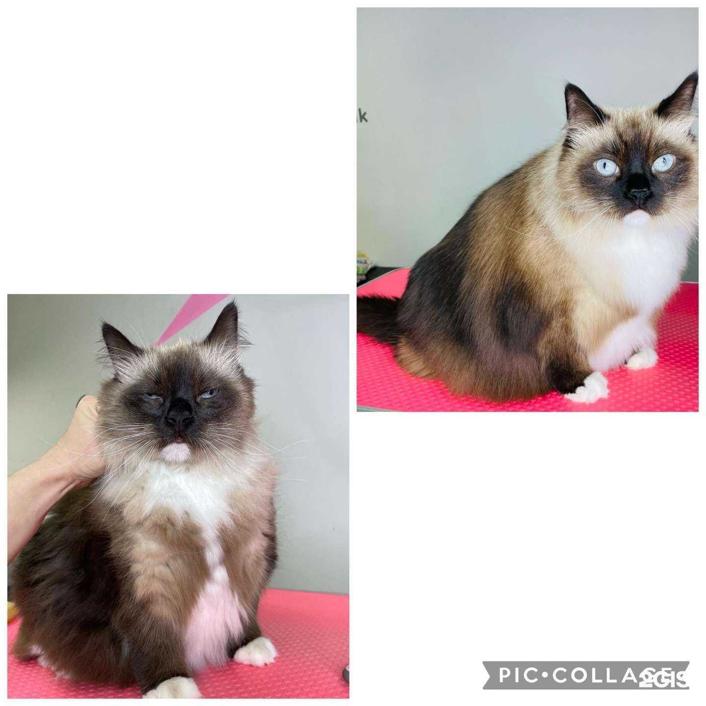 Отзывы на компанию Grooming.vdk в Владивостоке c фото