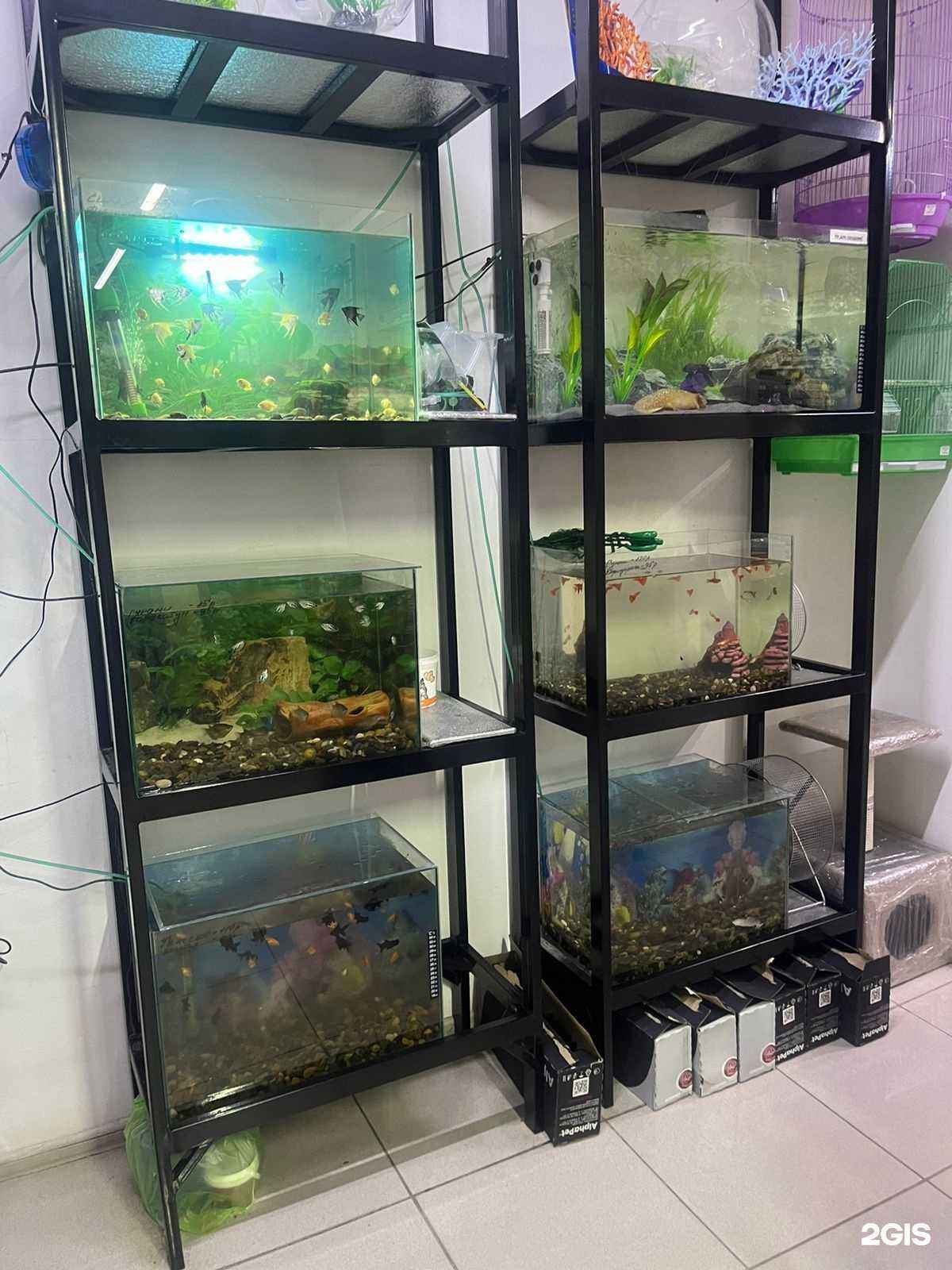 Отзывы на компанию New_Zoo в Омске c фото