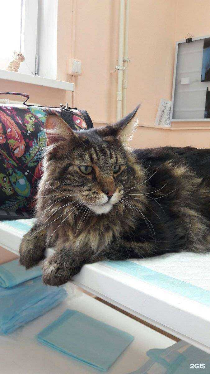 Отзывы на компанию Доктор Вет в г. Иркутск c фото