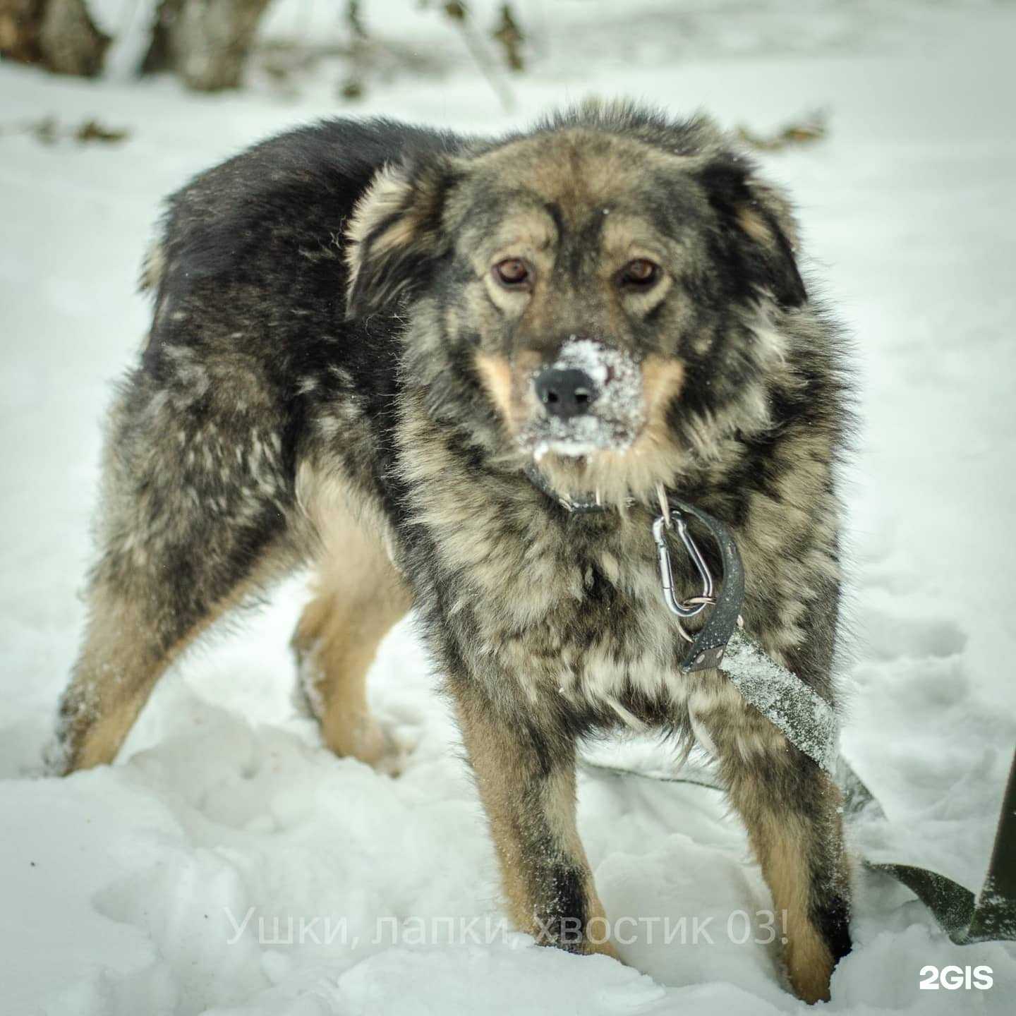 Отзывы на компанию Клиника мелких животных в Улан-Удэ c фото