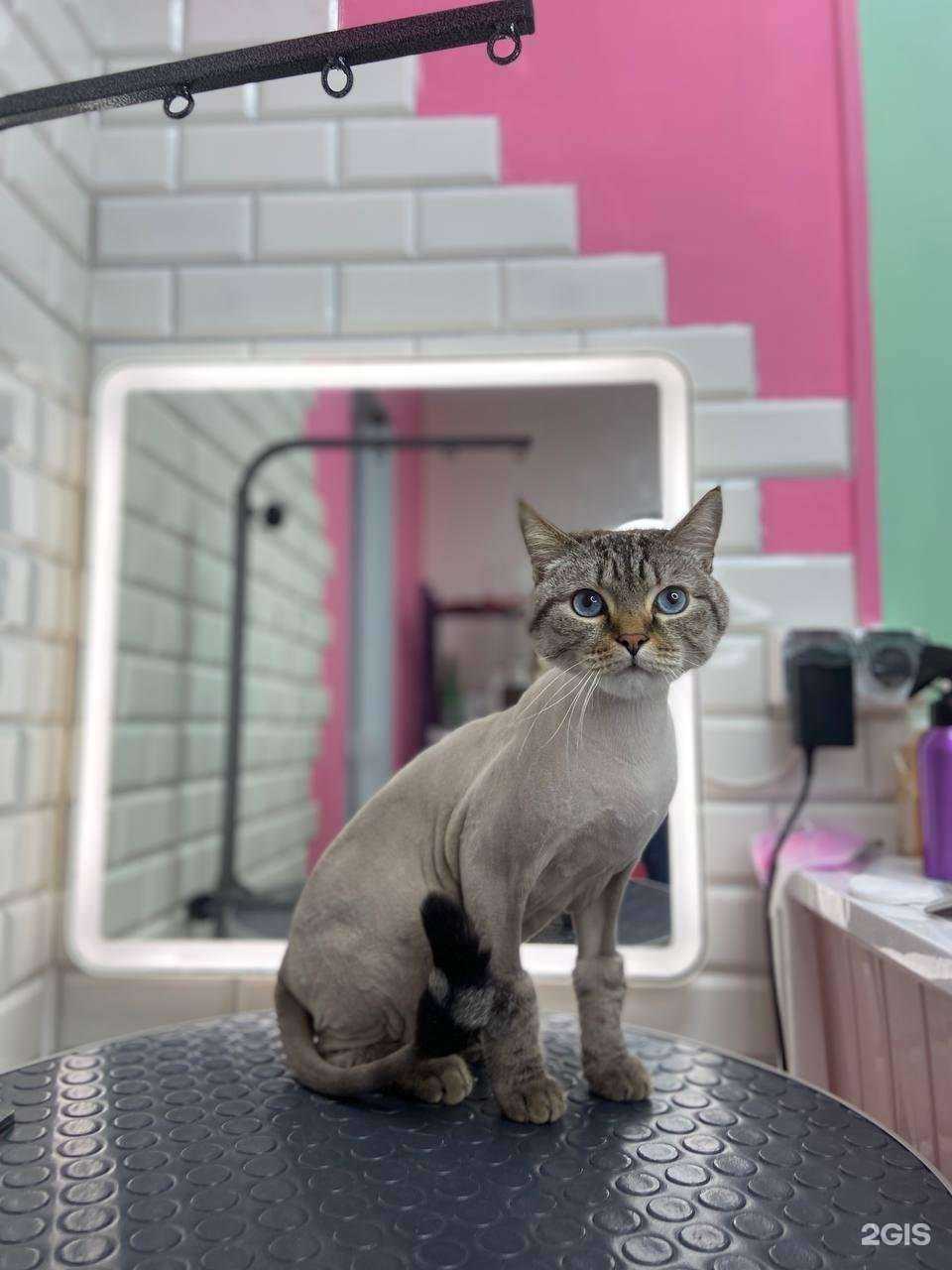 Отзывы на компанию Пушок в Сургуте c фото