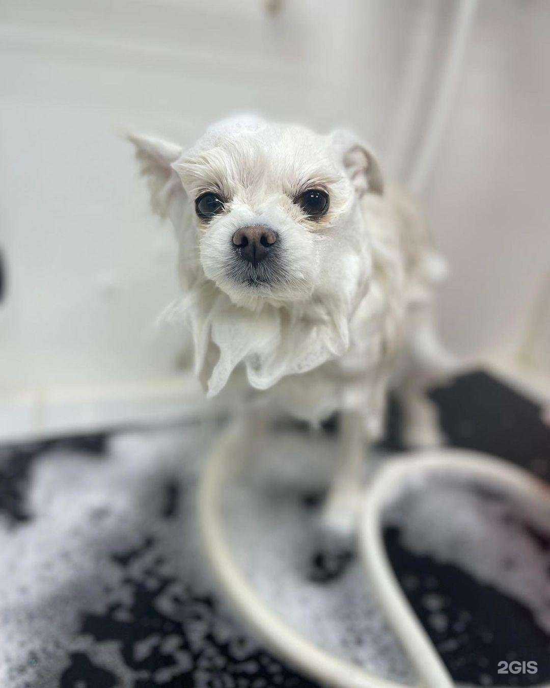 Отзывы на компанию Белая собачка в Смоленске c фото