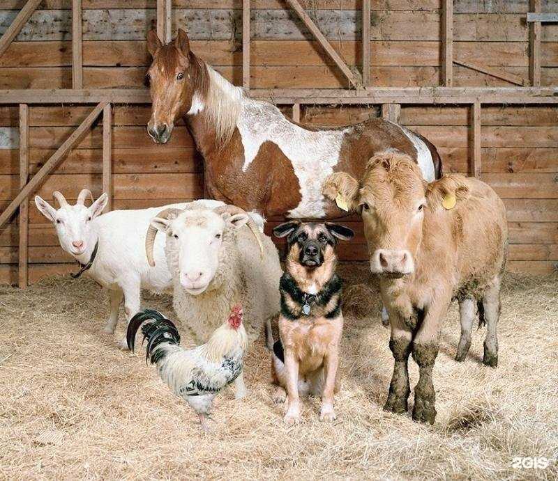 Отзывы на компанию Центр ветеринарии Орловского района с эпизоотическим отрядом в Орле c фото