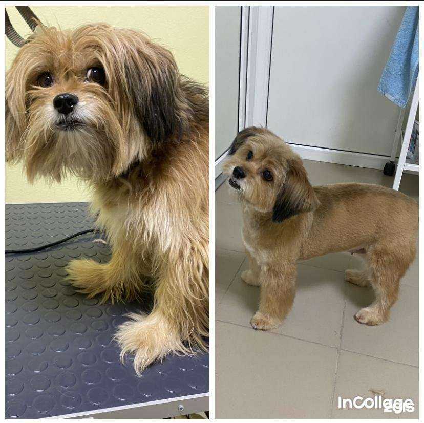 Отзывы на компанию Котопёсная цирюльня в г. Тюмень c фото