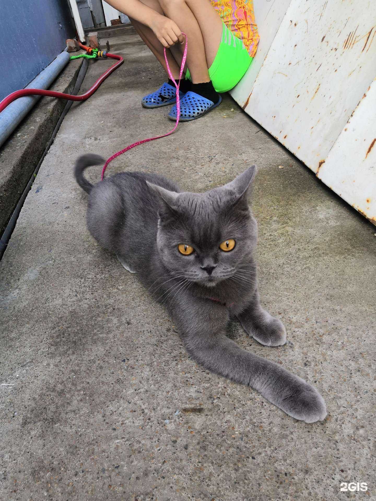 Отзывы на компанию Айболит+ в Омске c фото