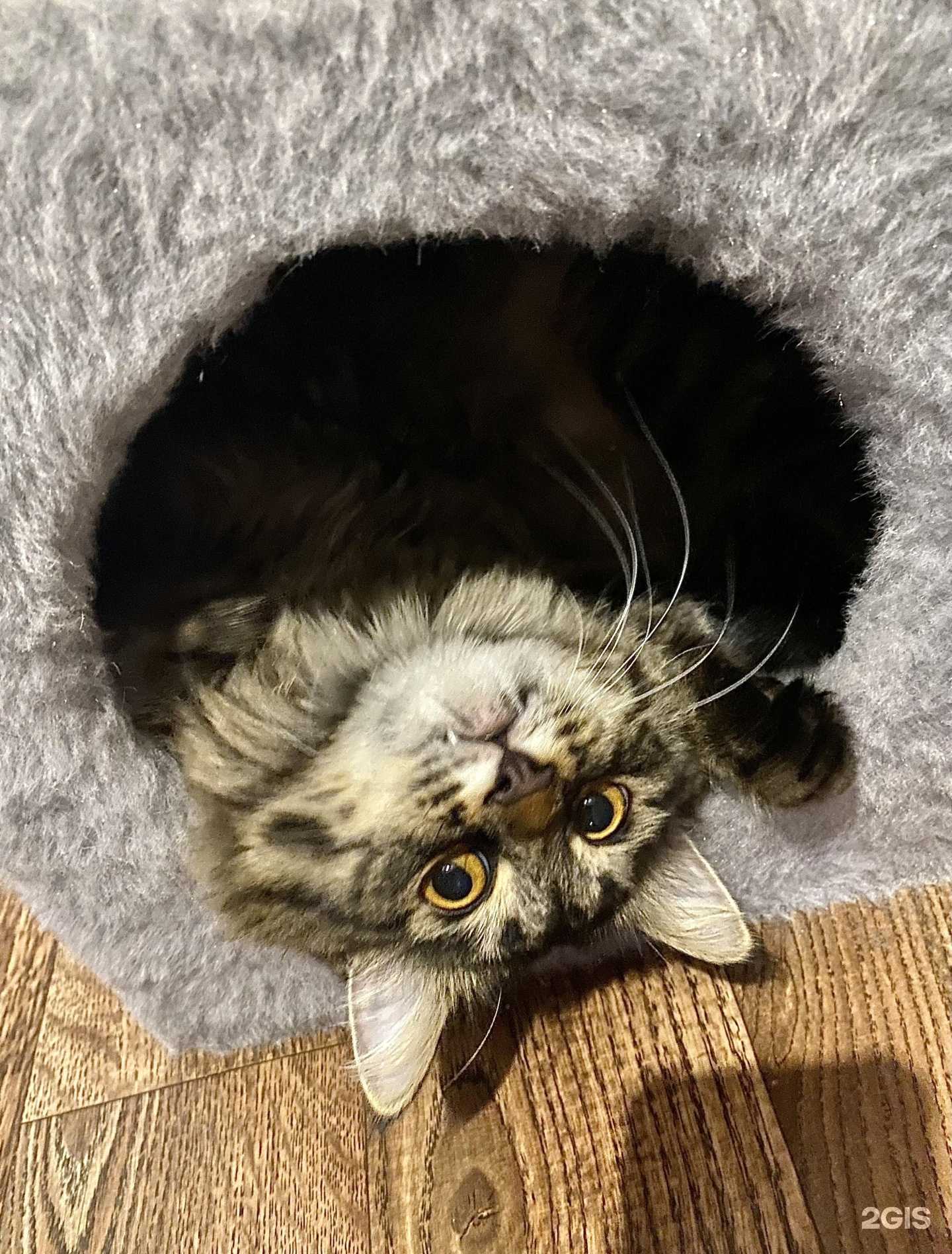 Отзывы на компанию Ветеринарная лечебница Советского и Кировского районов в г. Астрахань c фото