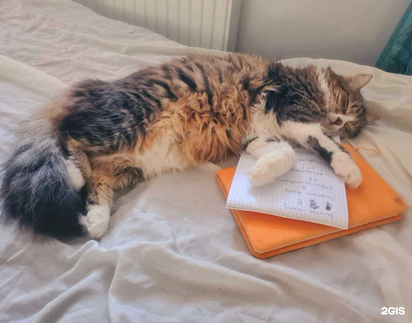 Отзывы на компанию Зоомагазин в г. Краснодар c фото