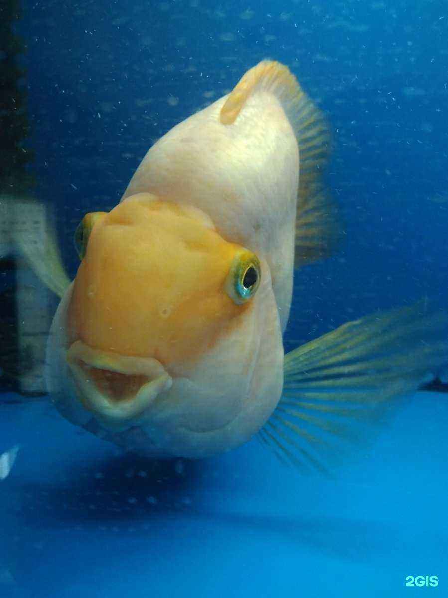 Отзывы на компанию Аквариум+ в г. Магнитогорск c фото