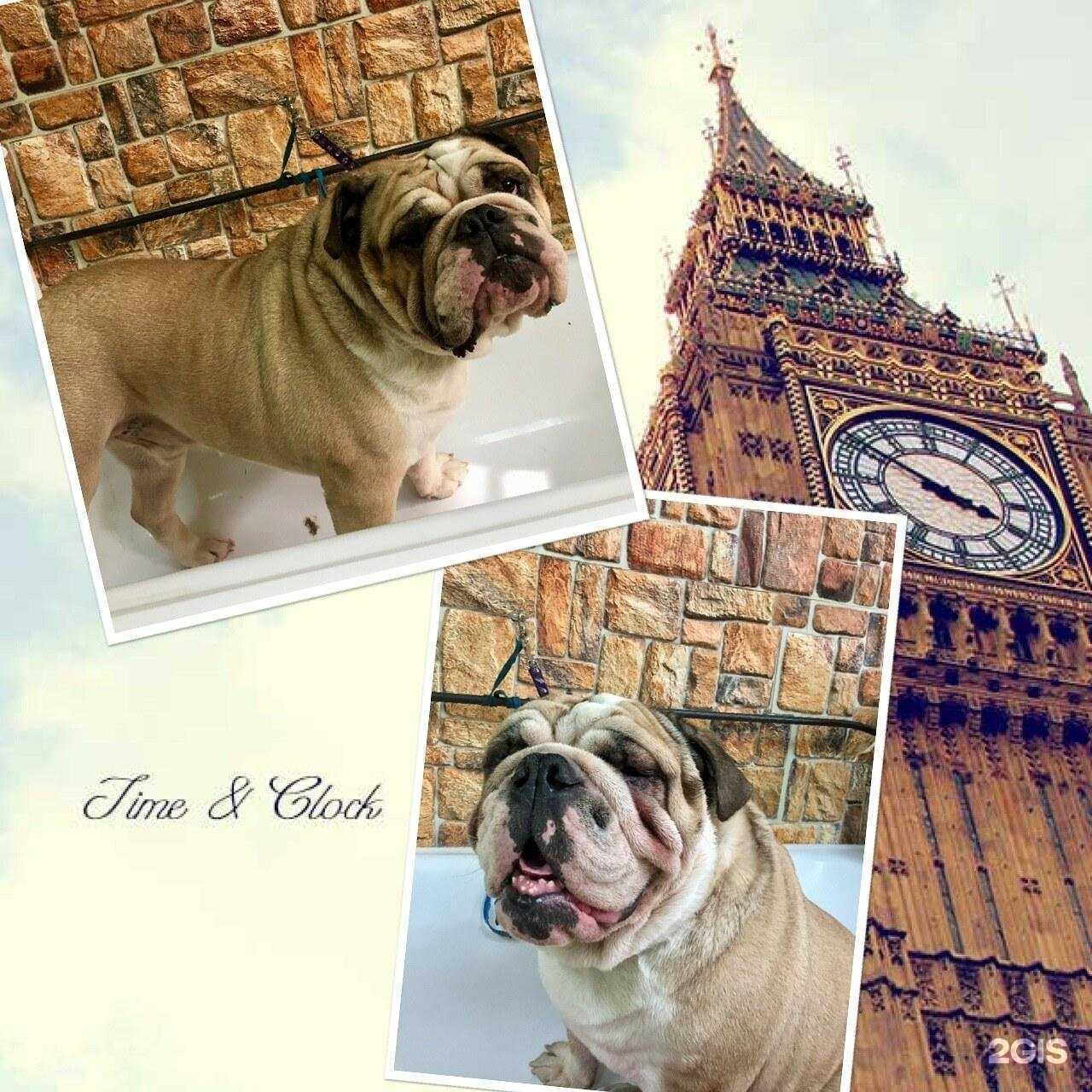 Отзывы на компанию Лохматофъ в г. Дмитров c фото