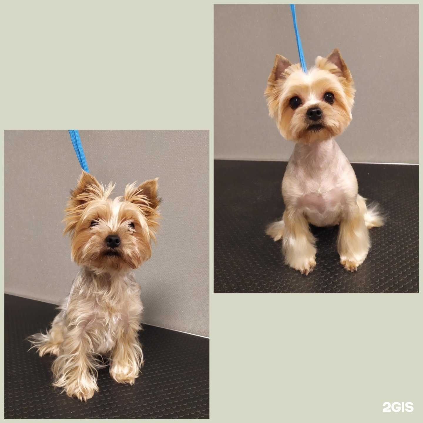 Отзывы на компанию Зоосалон в г. Калининград c фото