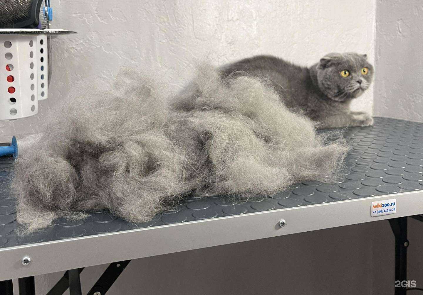 Отзывы на компанию Alba grooming в г. Шадринск c фото