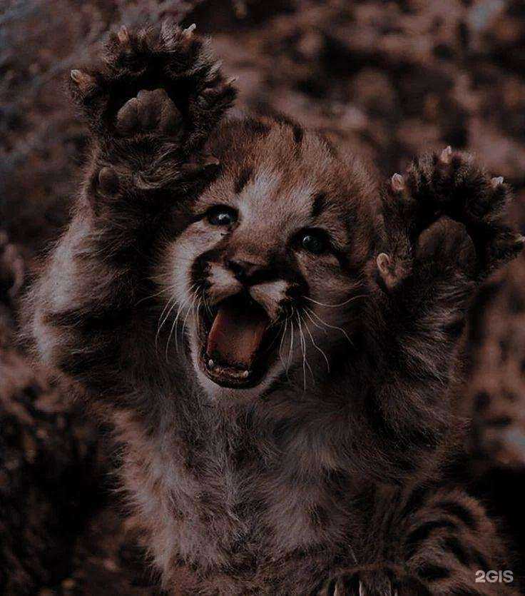 Отзывы на компанию Зооветеринарный центр в г. Чита c фото