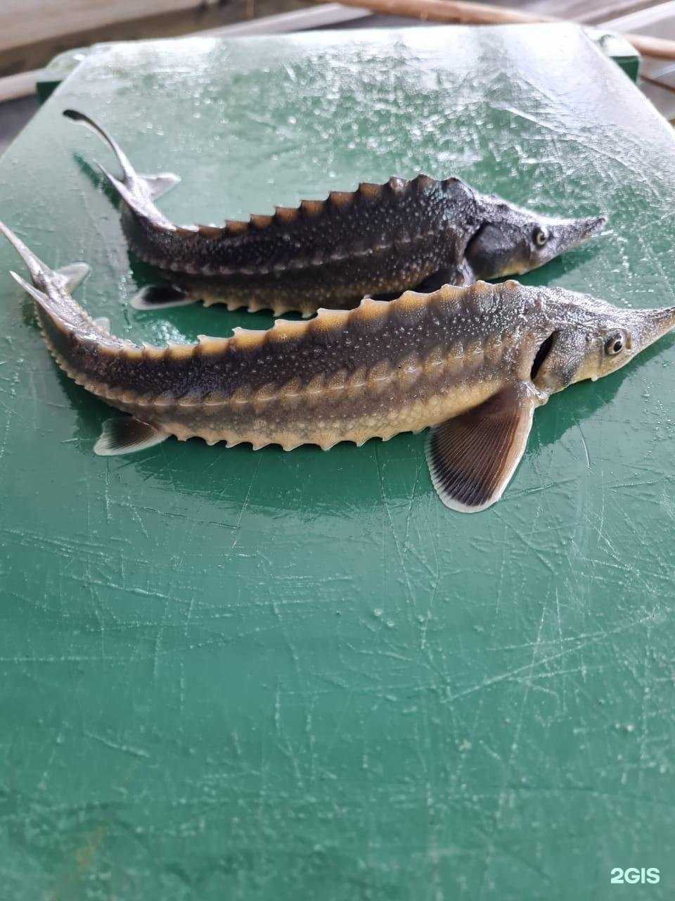 Отзывы на компанию Живая рыбка в г. Бийск c фото