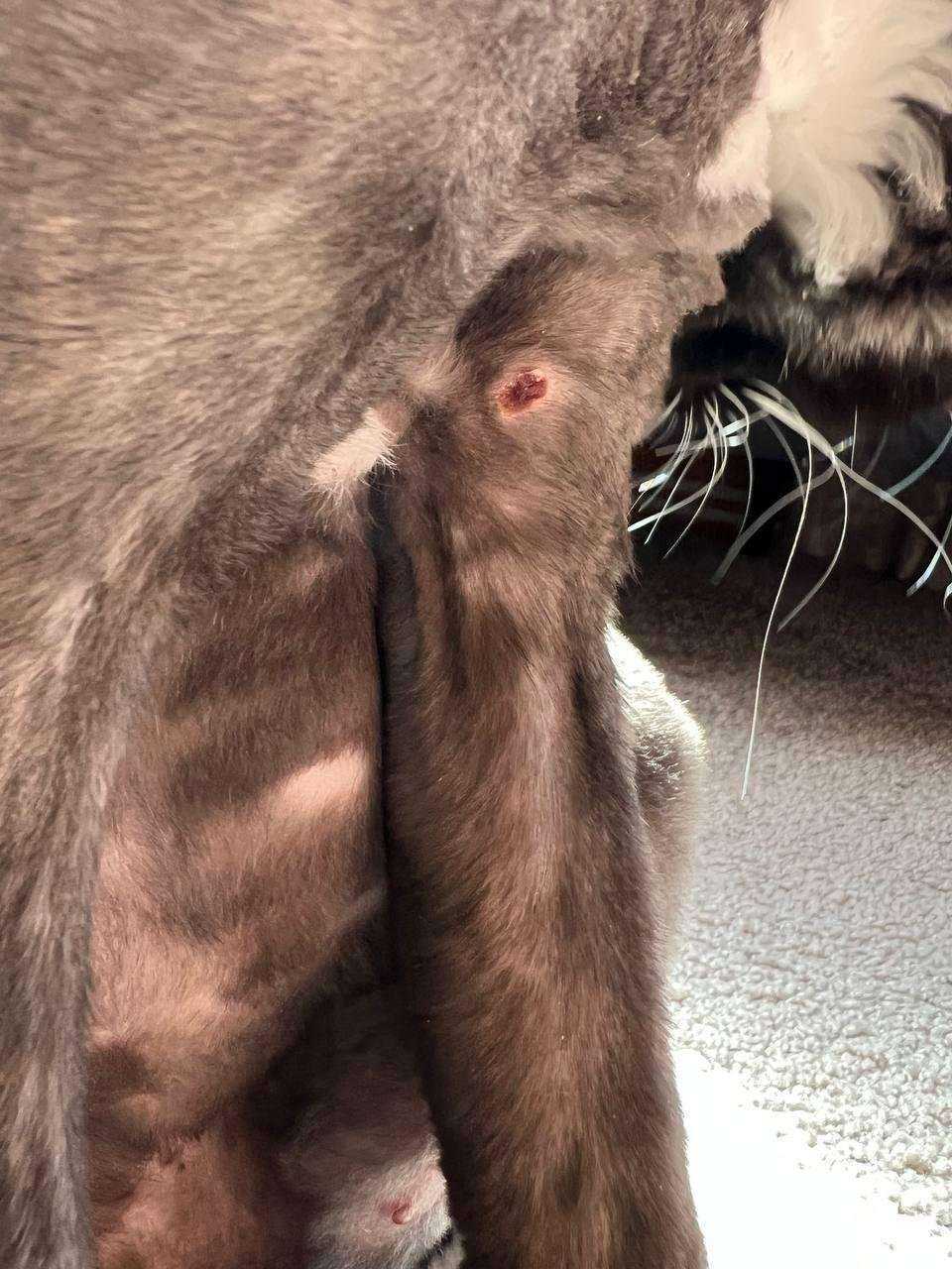 Отзывы на компанию Pet Grooming в г. Киржач c фото