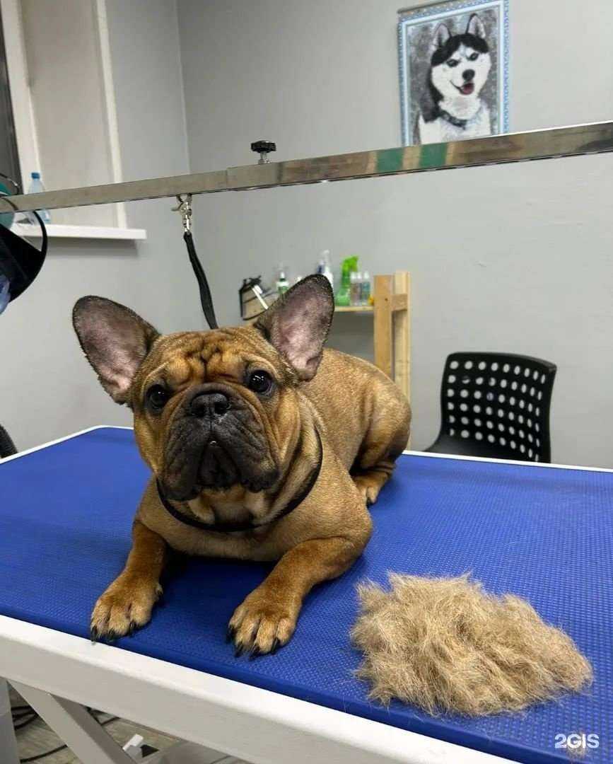 Отзывы на компанию Чар-р-р-ли в г. Красноярск c фото