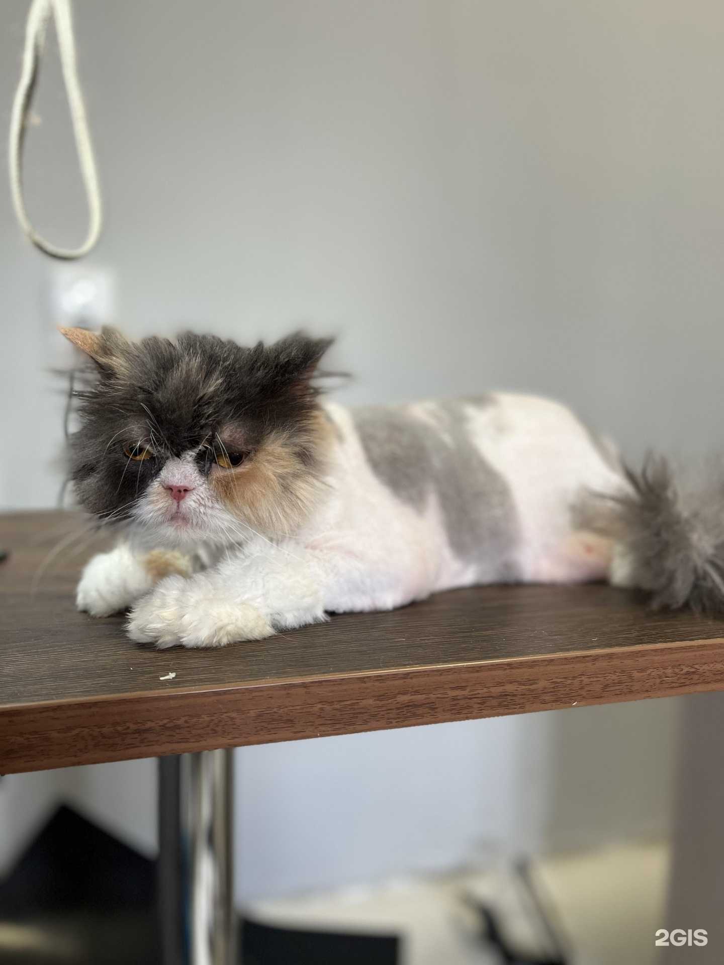 Отзывы на компанию Грумерская 44 в г. Кострома c фото