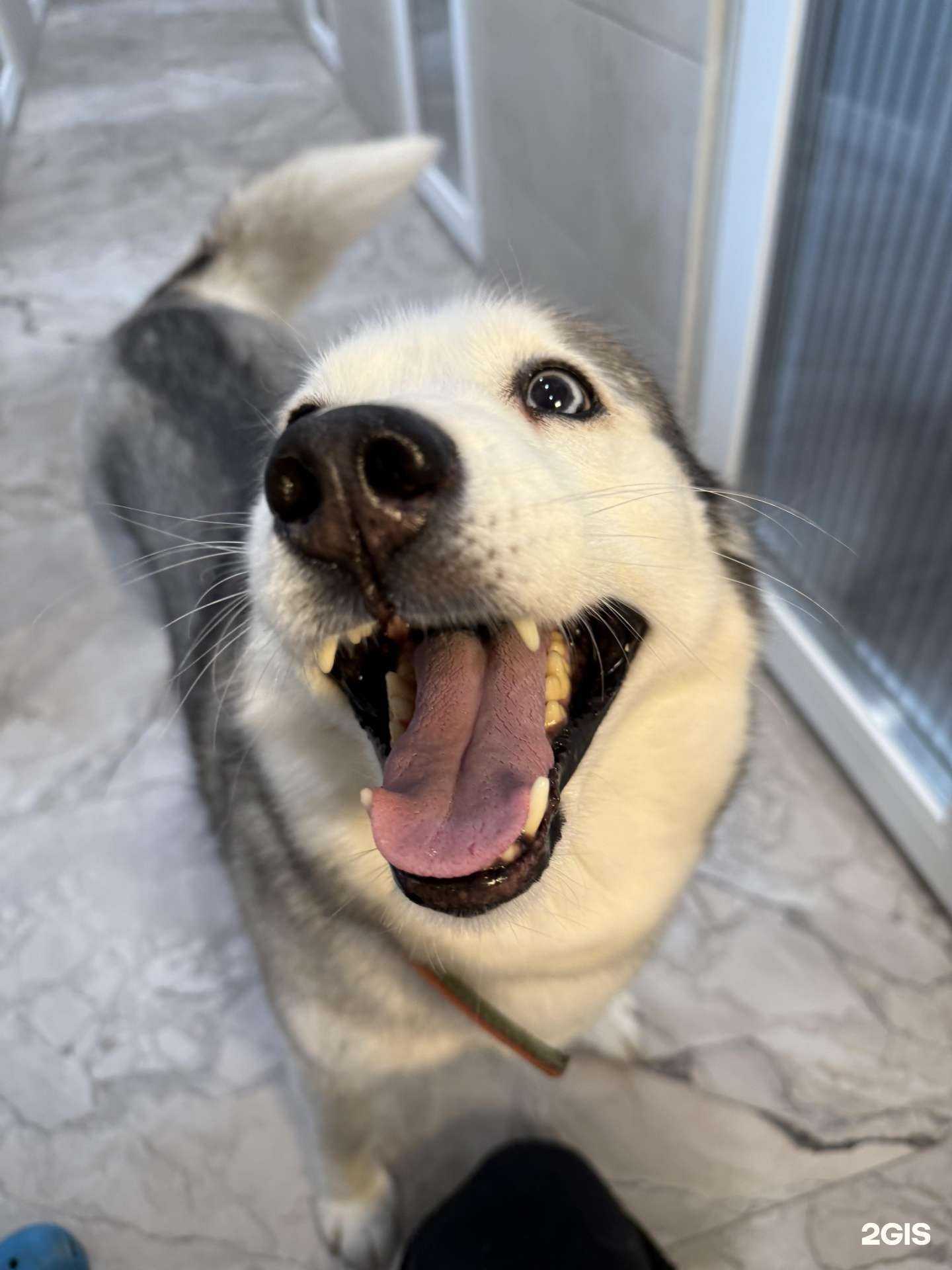 Отзывы на компанию Дог Парадайз в г. Хабаровск c фото