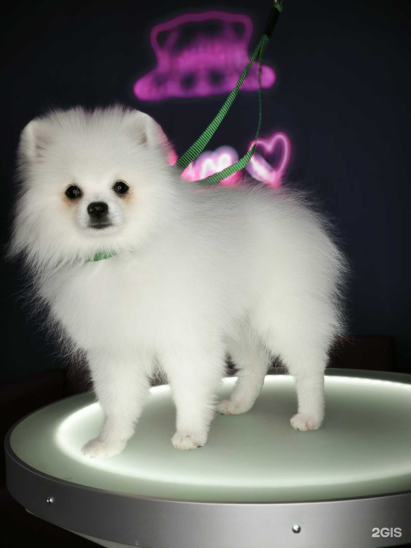 Отзывы на компанию Pet_Spa в Минусинске c фото