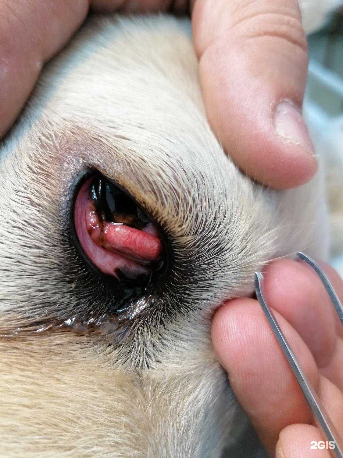 Отзывы на компанию Ветеринарный офтальмологический центр в г. Красноярск c фото