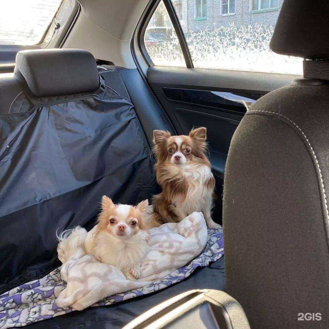 Отзывы на компанию Доктор Айболит в г. Ефремов c фото