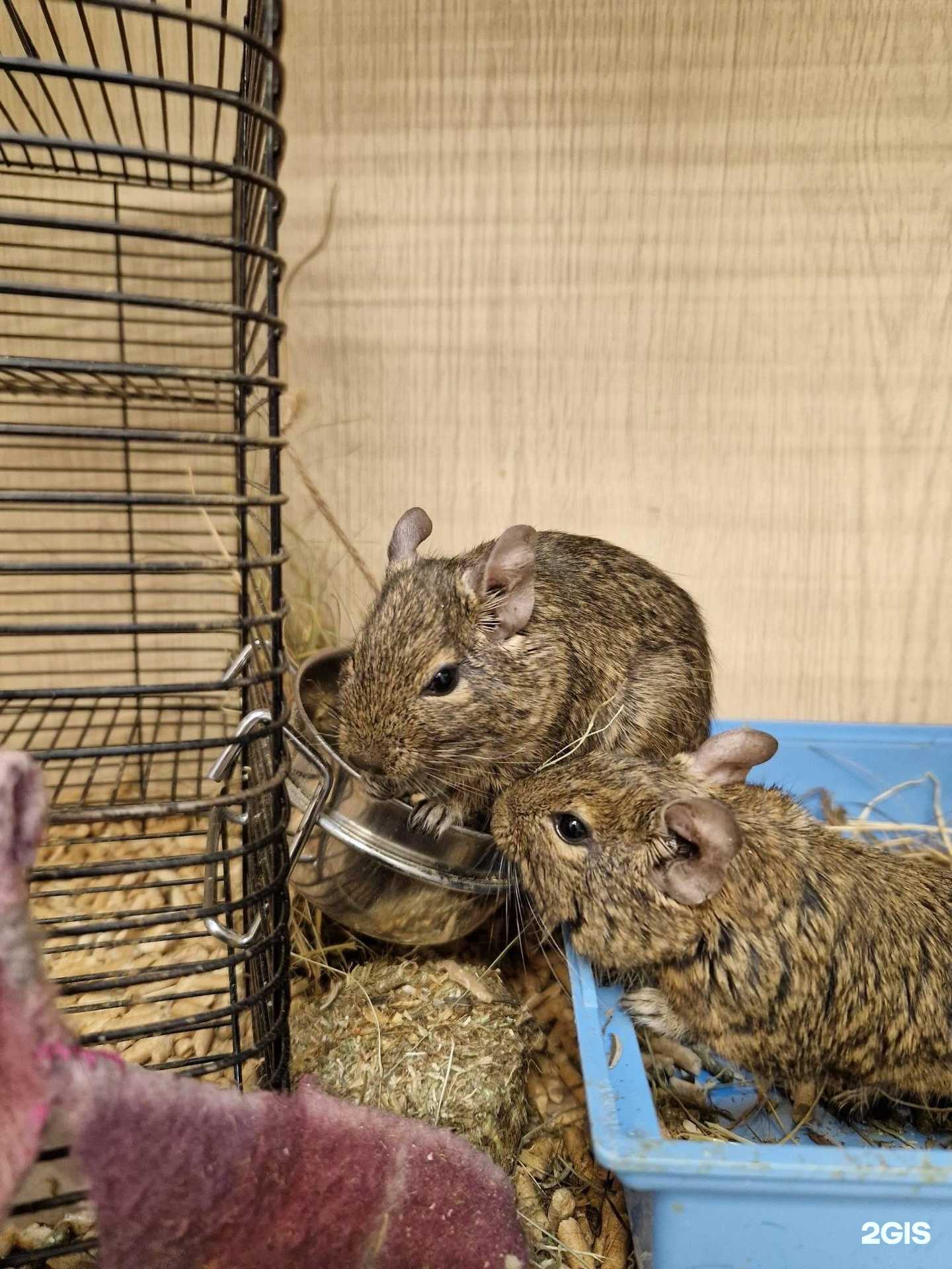 Отзывы на компанию Муркоша в г. Нижний Новгород c фото