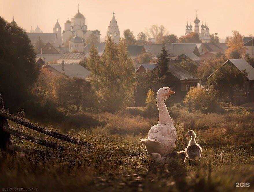 Отзывы на компанию Эйва в г. Оренбург c фото