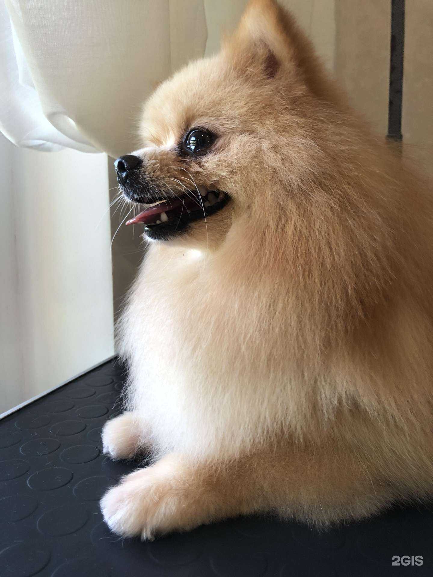 Отзывы на компанию ГрумХаус в г. Сочи c фото