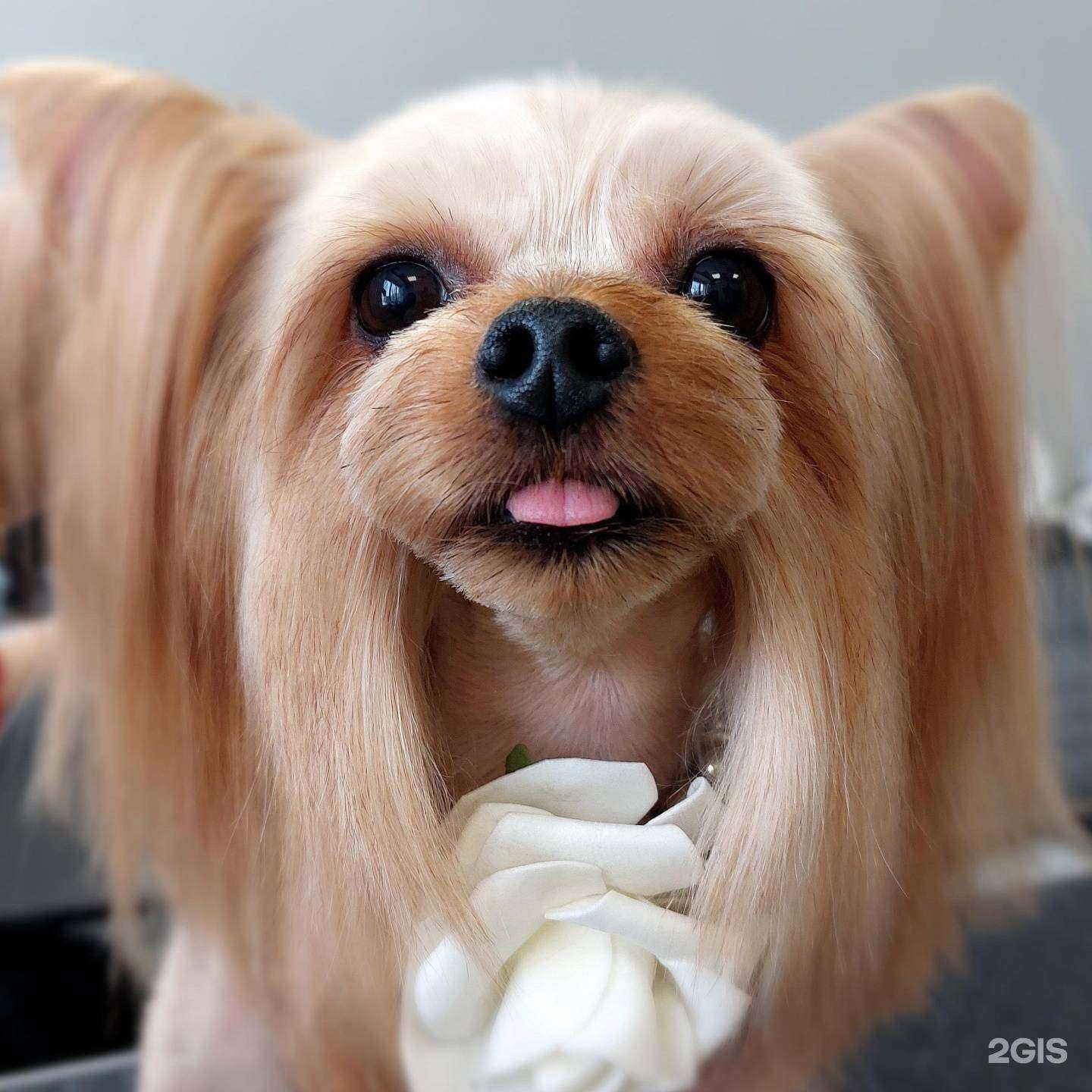 Отзывы на компанию Amigo в Новокузнецке c фото