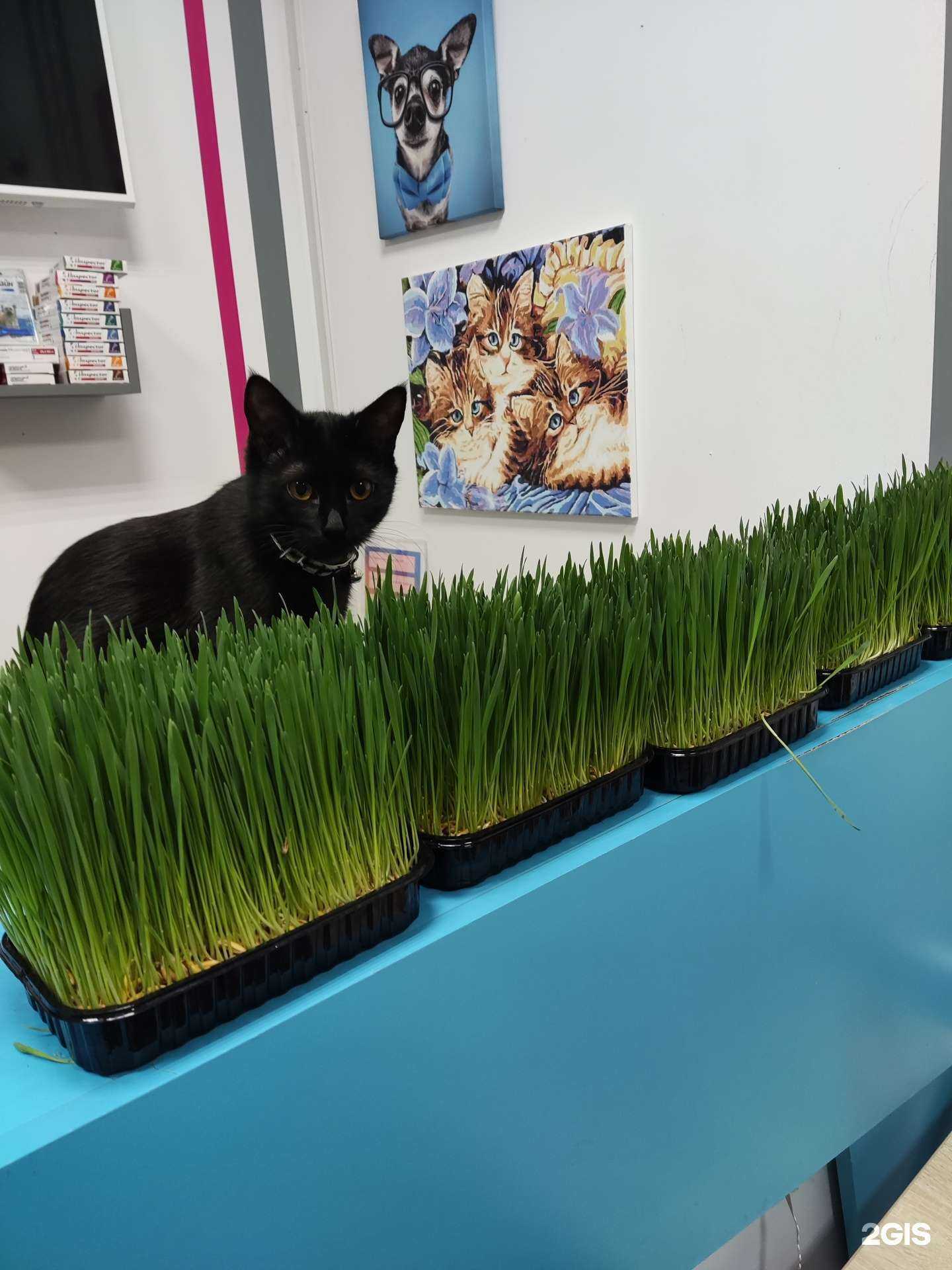 Отзывы на компанию Пушистики в г. Ставрополь c фото