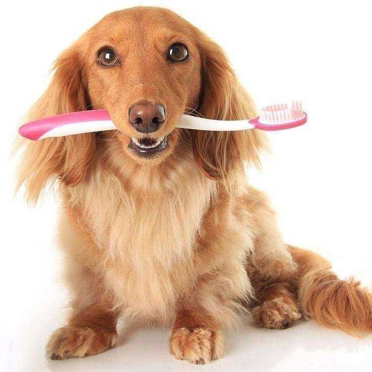 Отзывы на компанию Ветеринарный лечебно-диагностический центр в Орле c фото