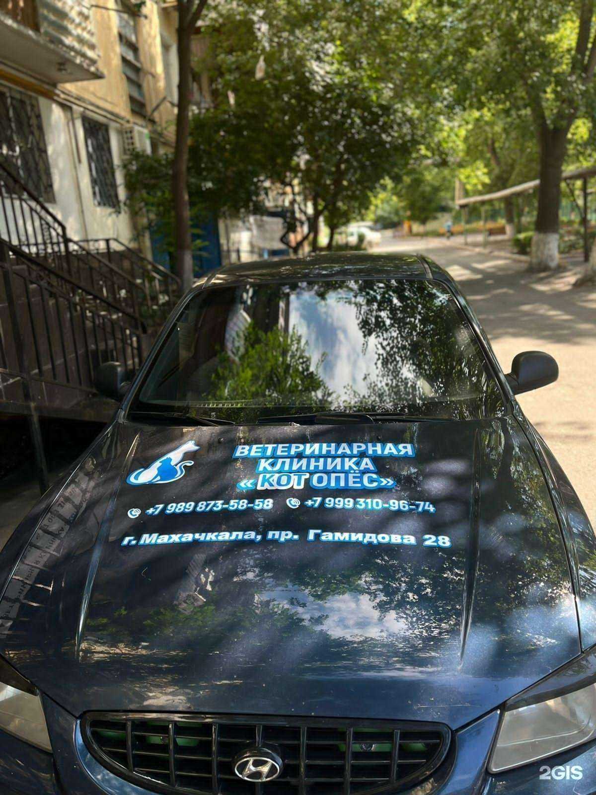 Отзывы на компанию Котопёс в Махачкале c фото